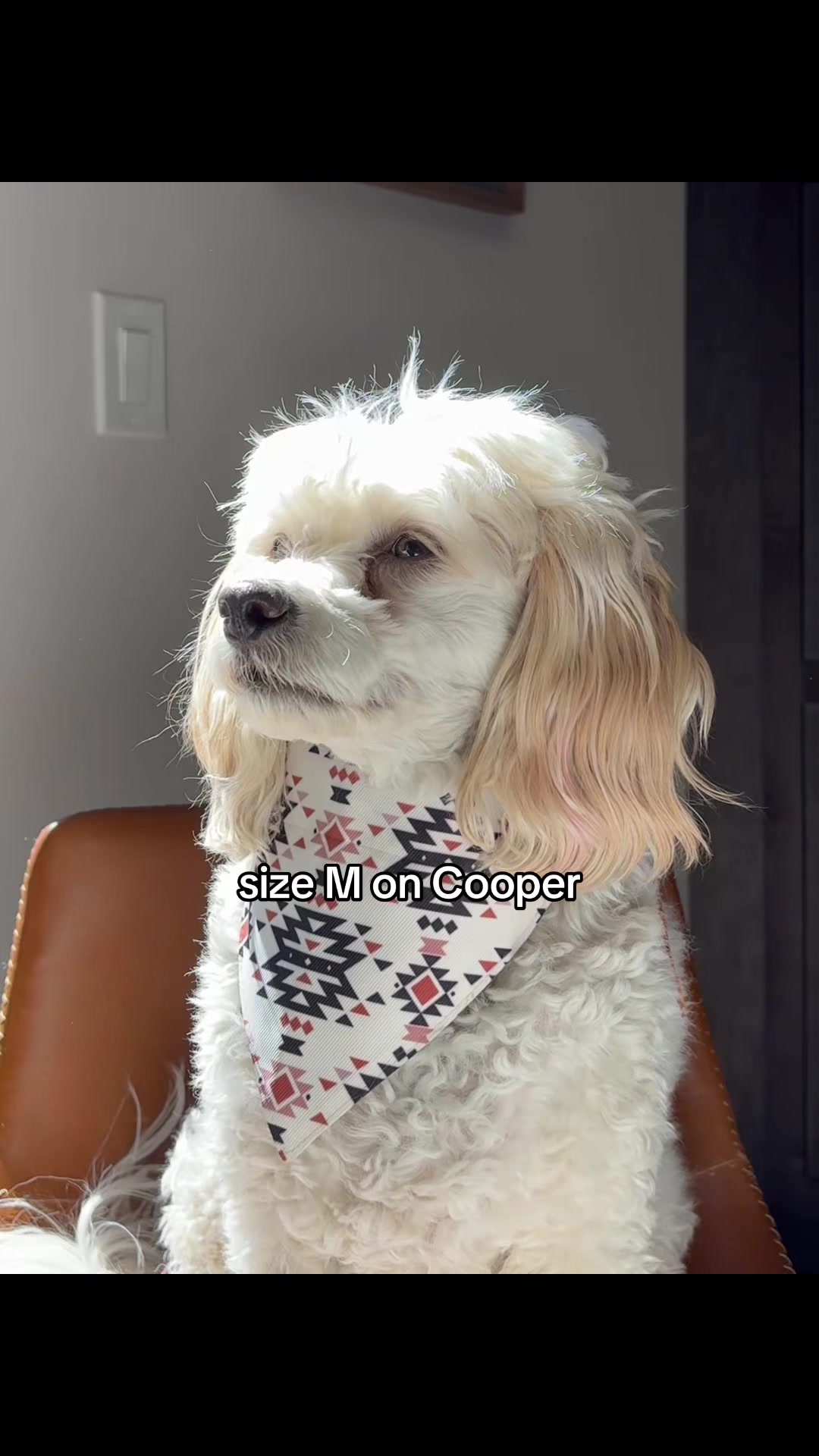 @Silly.dog.cooper