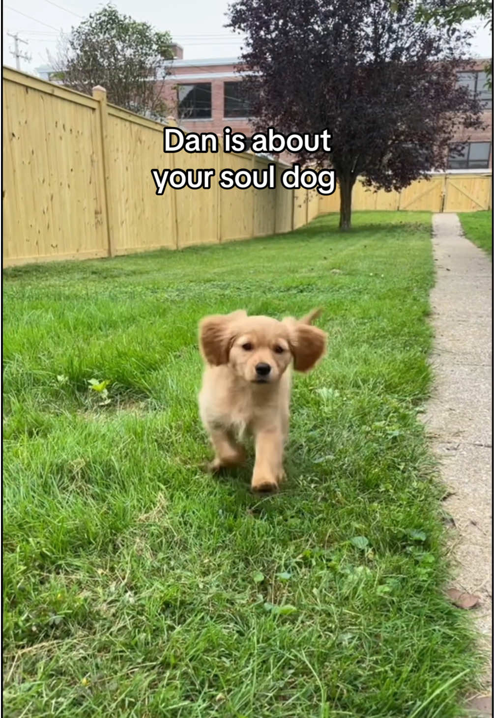@joeythegoldencavalier