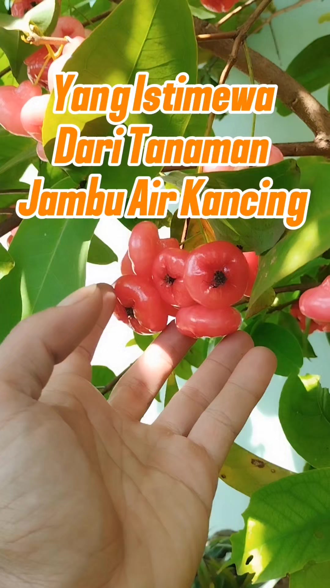 @Bukit Farming