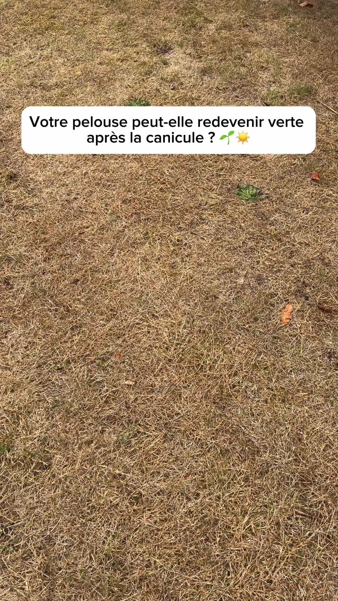 @Steve Le Jardinier