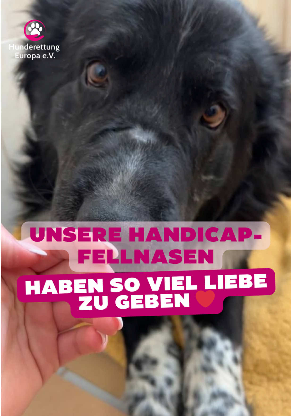 @Hunderettung Europa