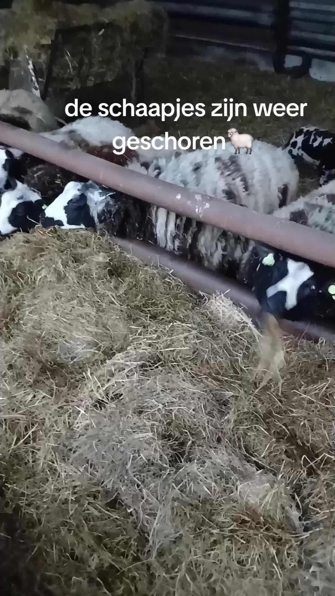 @Sjo's farmvideos