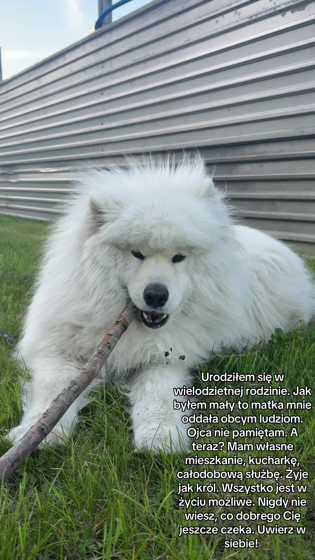 @Samoyed.Kokos