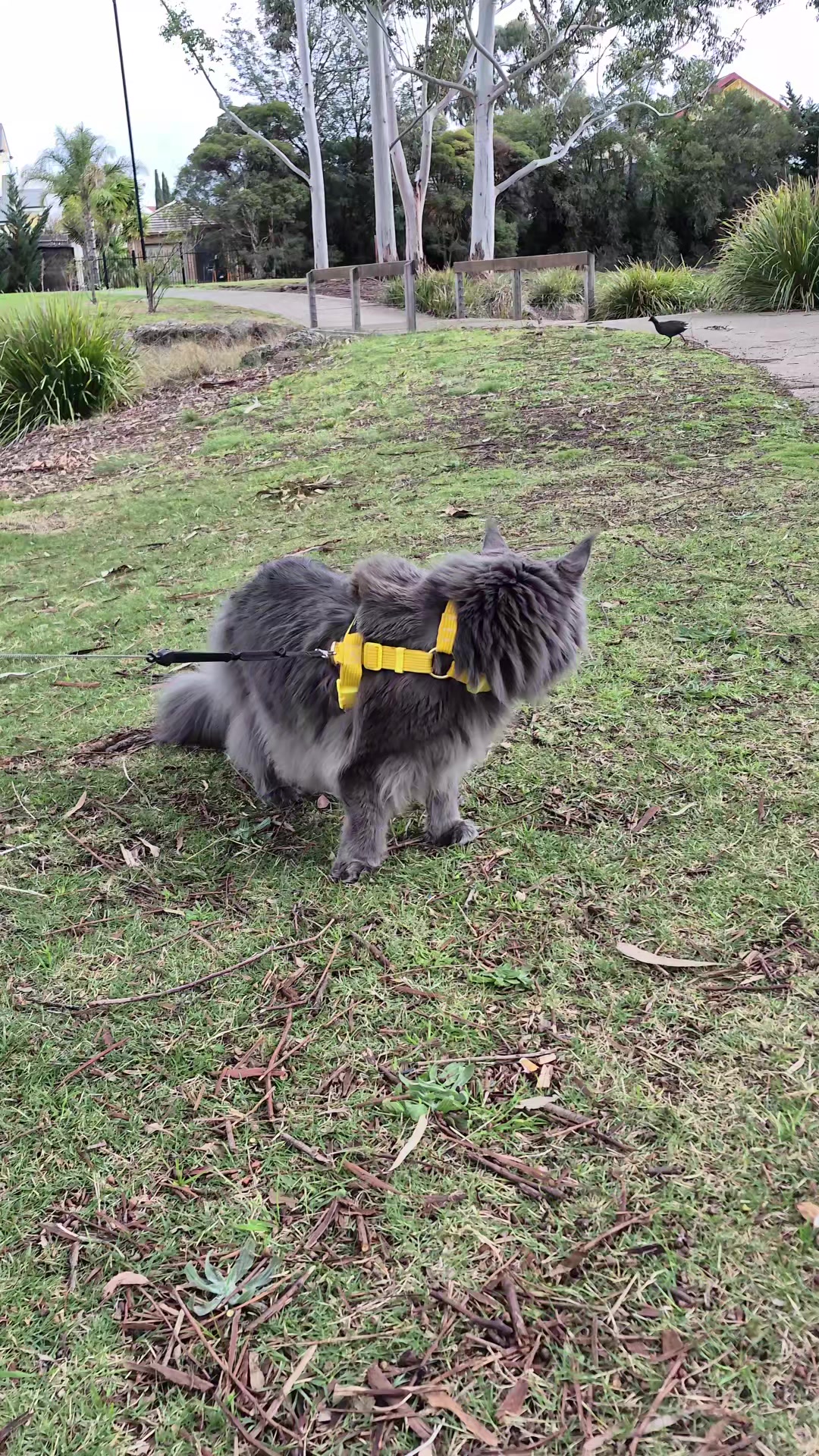 @Ragnar the Maine Coon 🐈