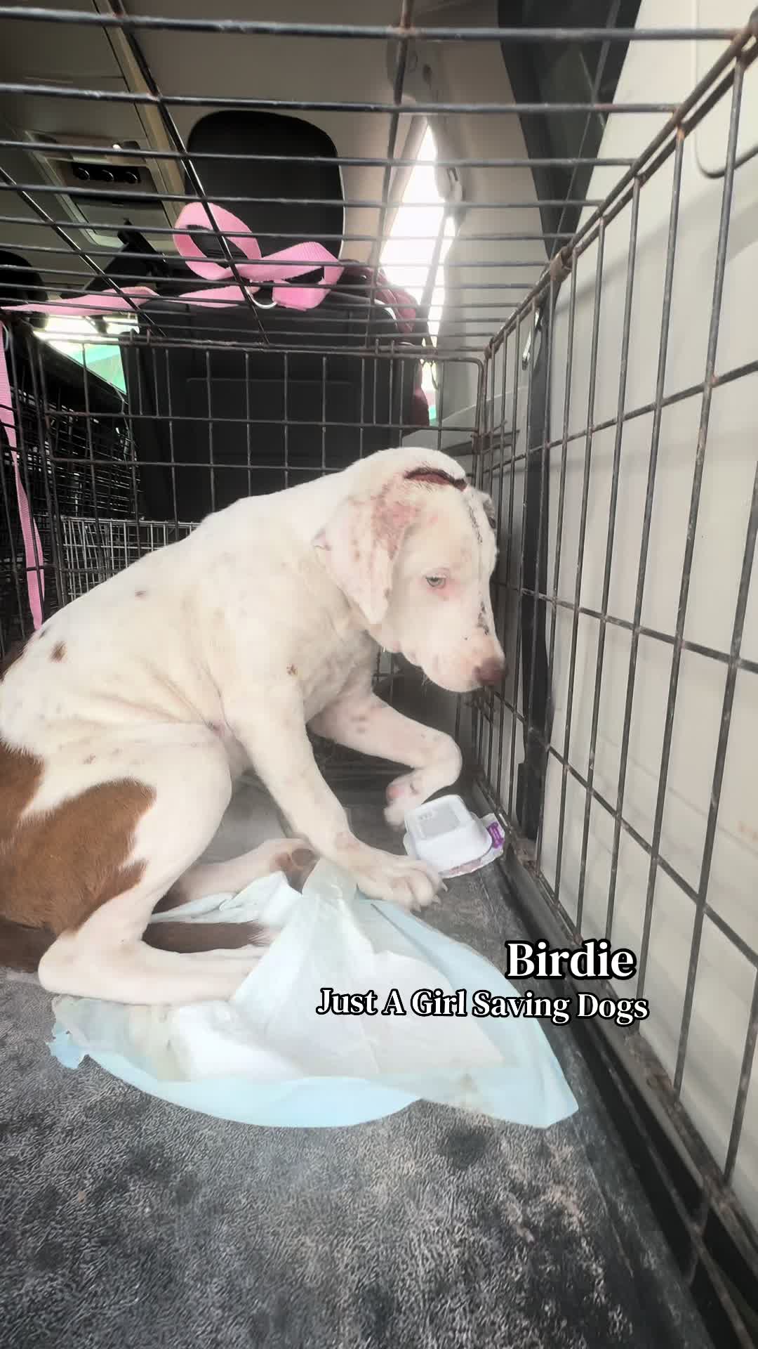 @Just A Girl Saving Dogs