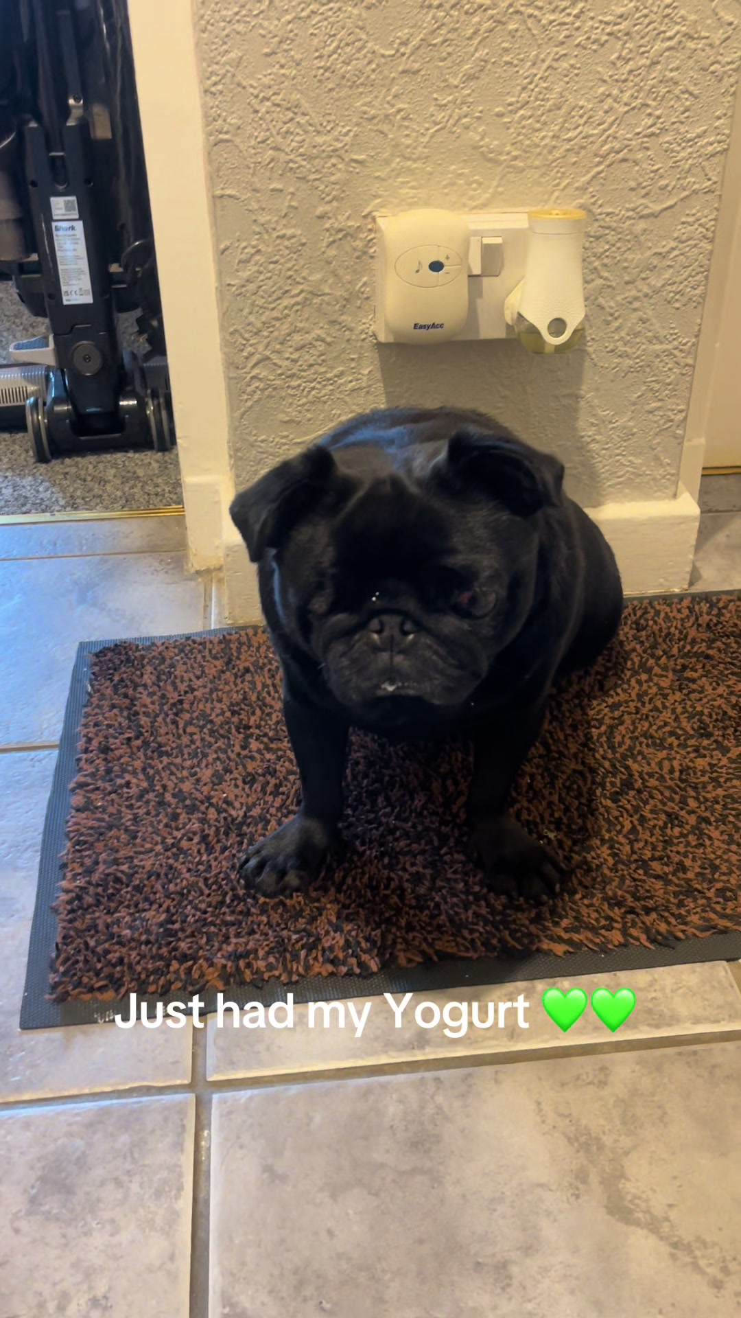 @lulutheboringpug