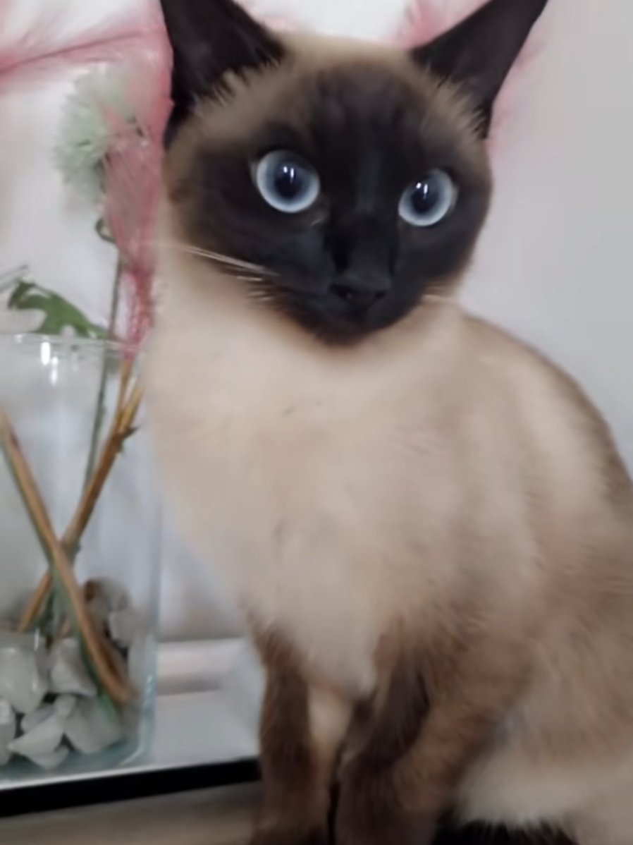 @GlaMurka🐈