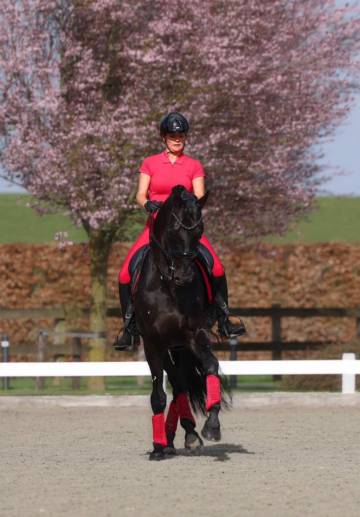 @Maximilian Equestrian
