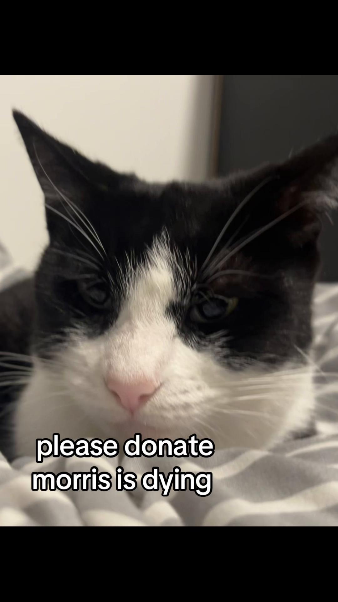 @Save Morris from FIP 🐾❤️&zwj;🩹