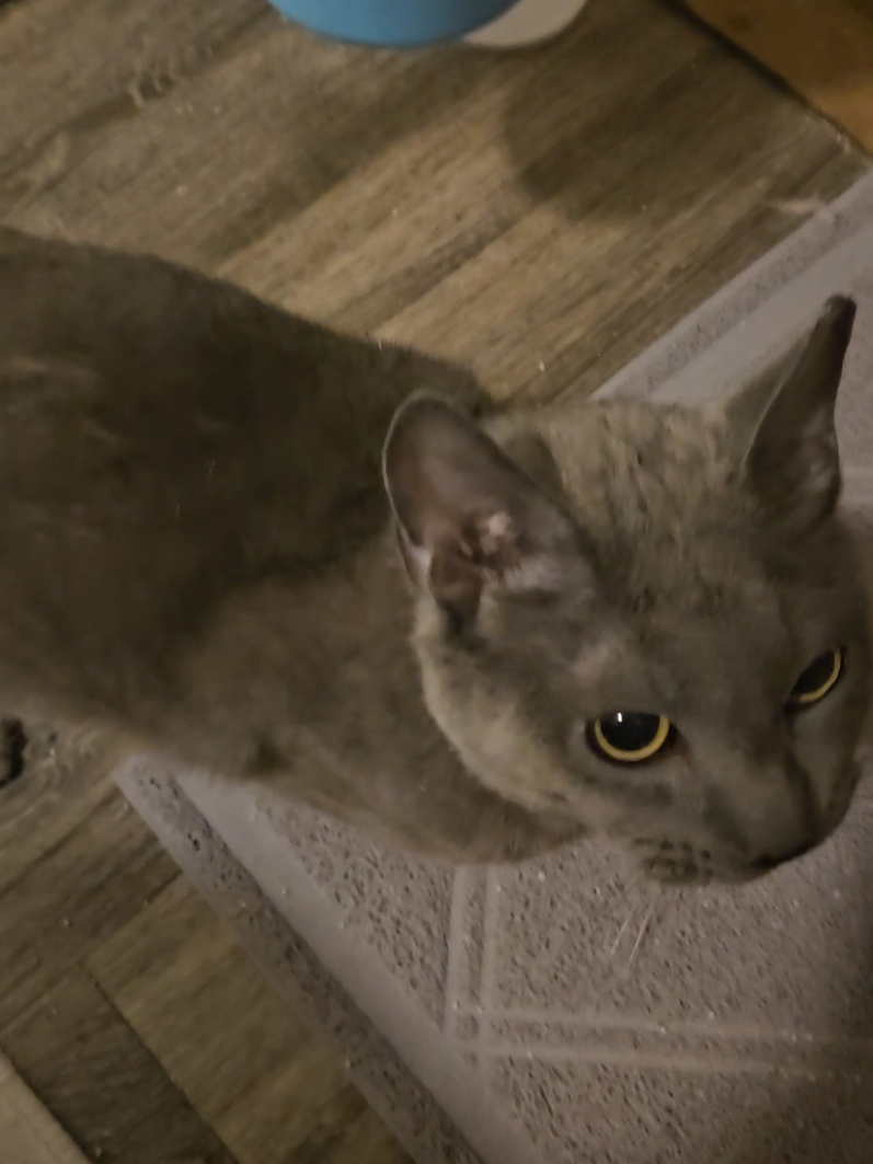 @UtahCatTrapper
