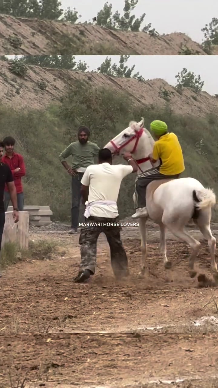 @🏇 MARWARI HORSE RACING 🏇
