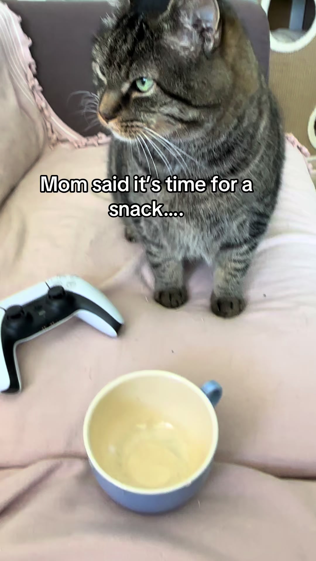 @Joep_the_ rescuecat