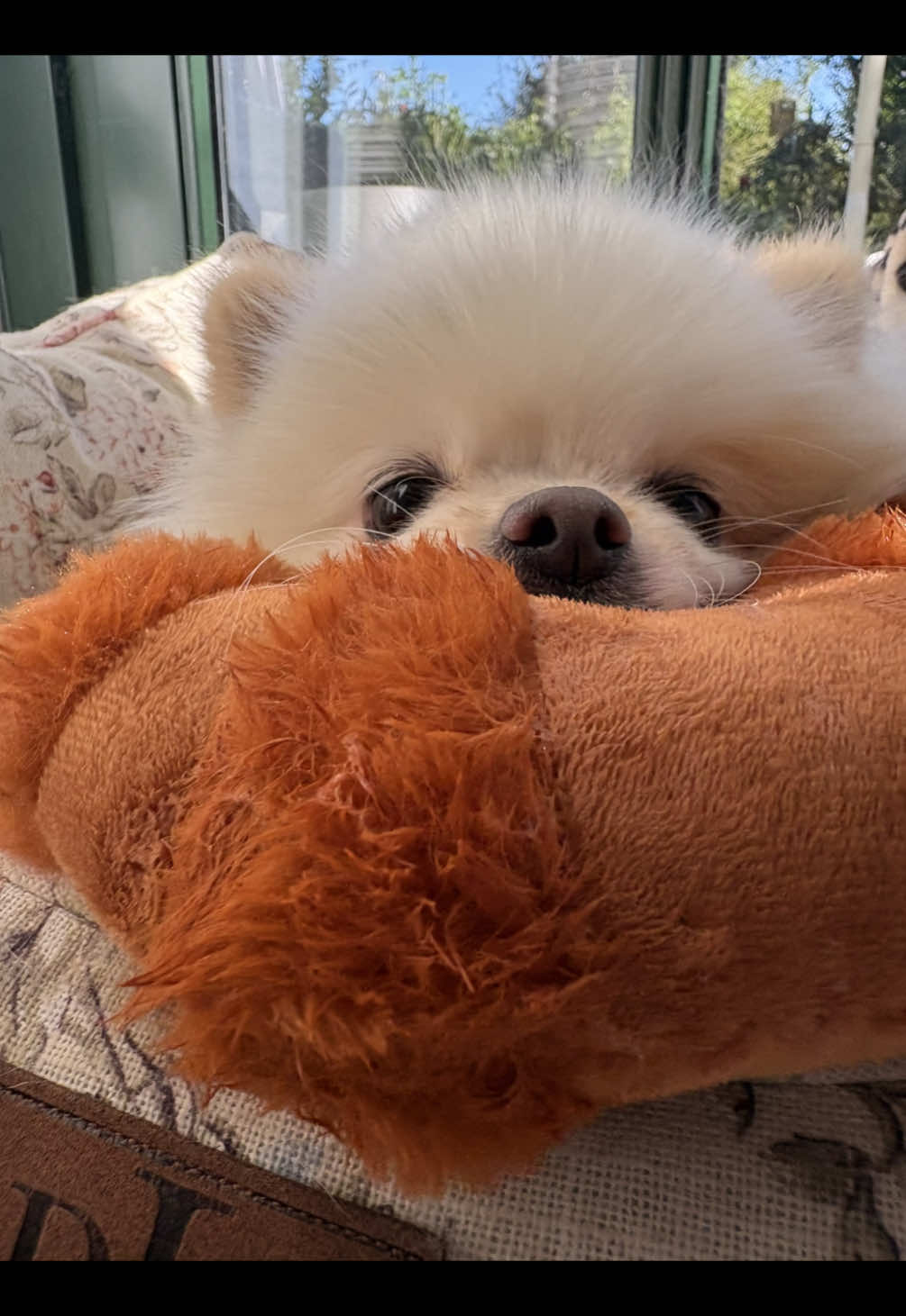 @dieKuschelpuschels🧸✨🩷