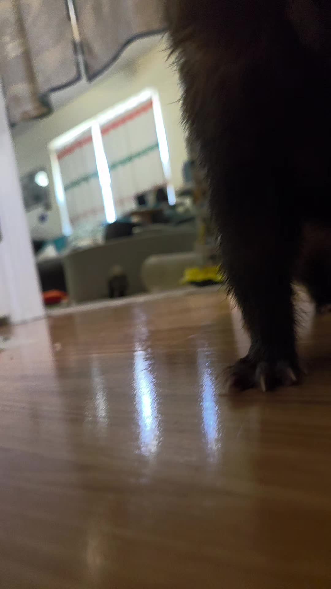 @FuffyFerrets