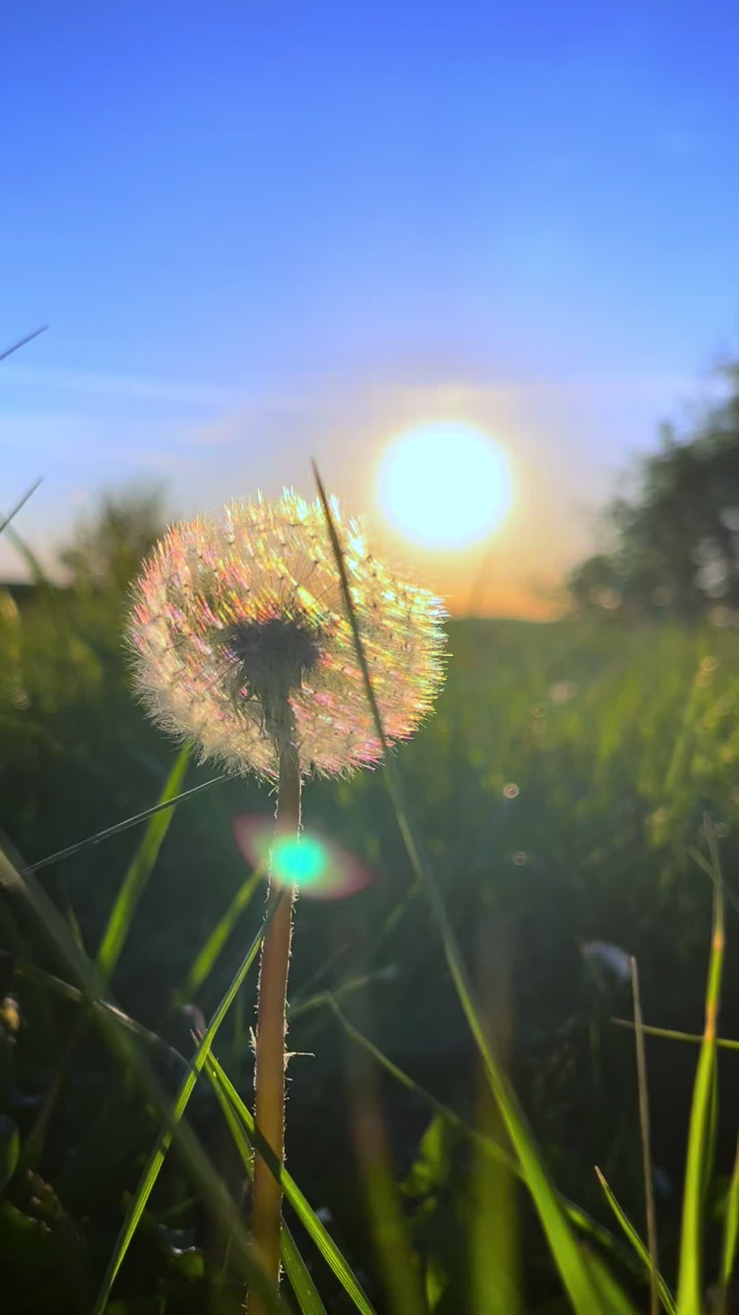 @ja.absolutna
