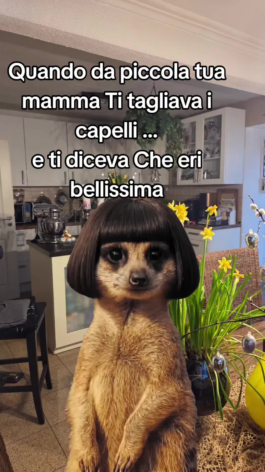 @bambola