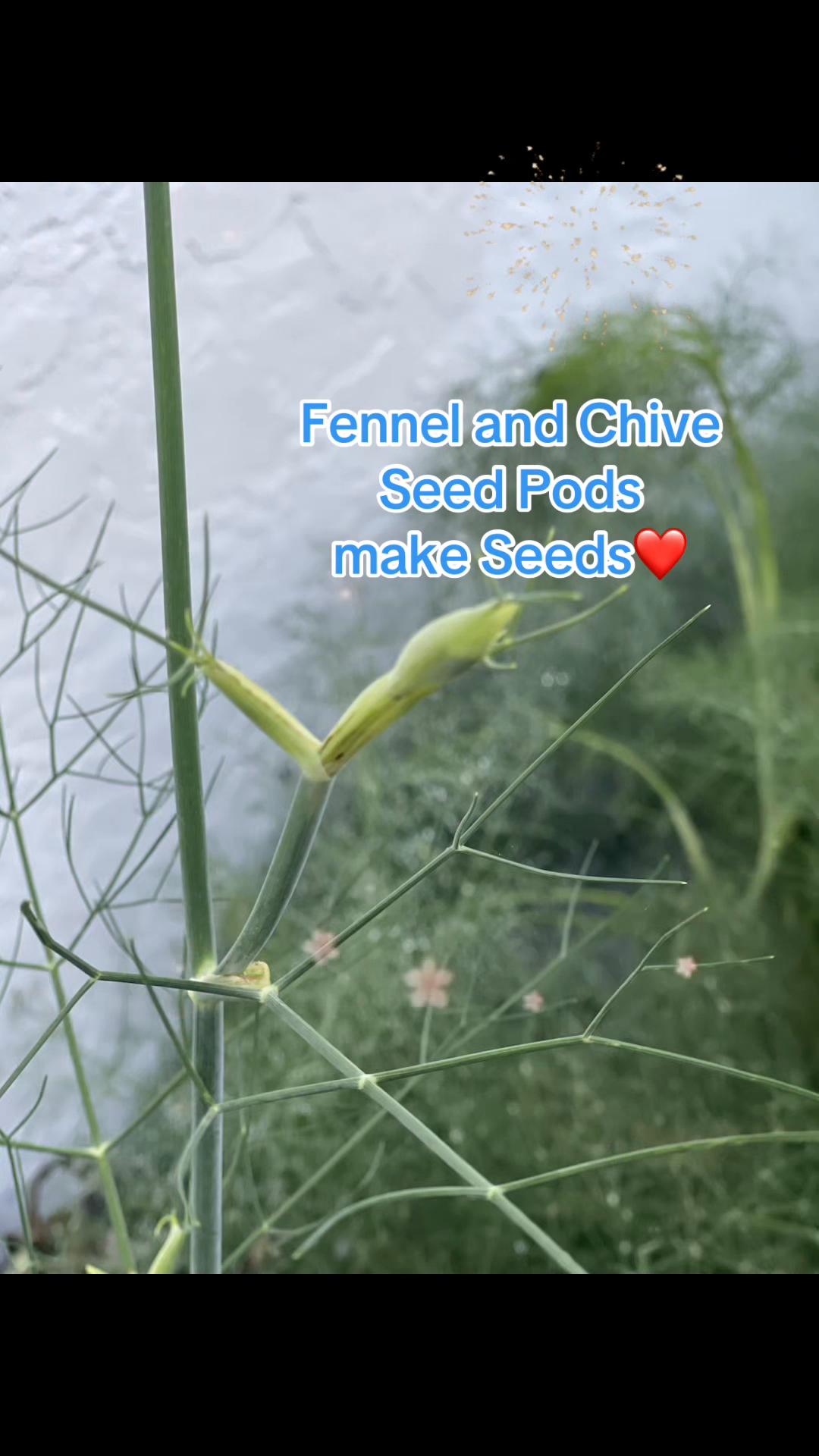 @cathy the herb girl
