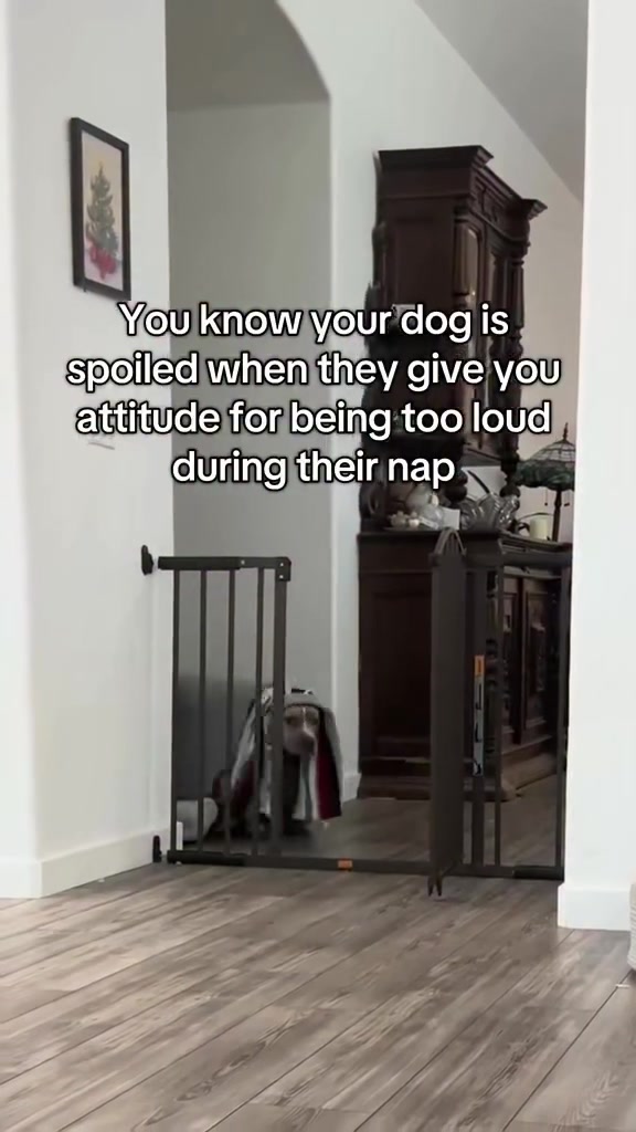 @Indie.pittie