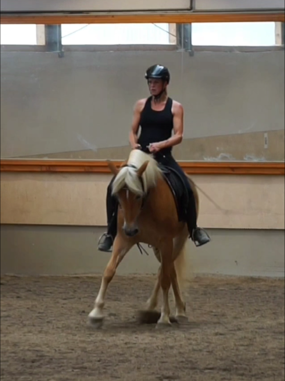 @Dreamhorse_Edelbluthaflinger