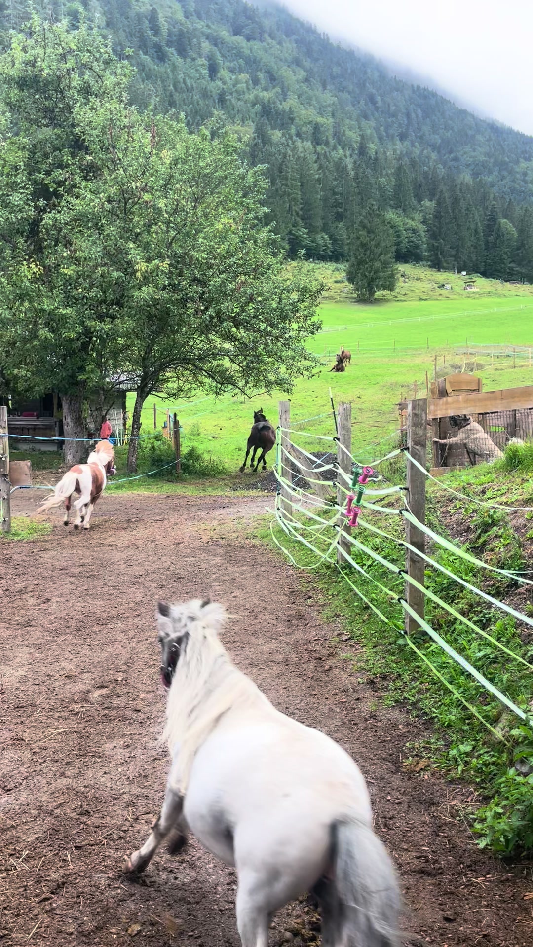 @Mountain Hill Ranch 🇦🇹