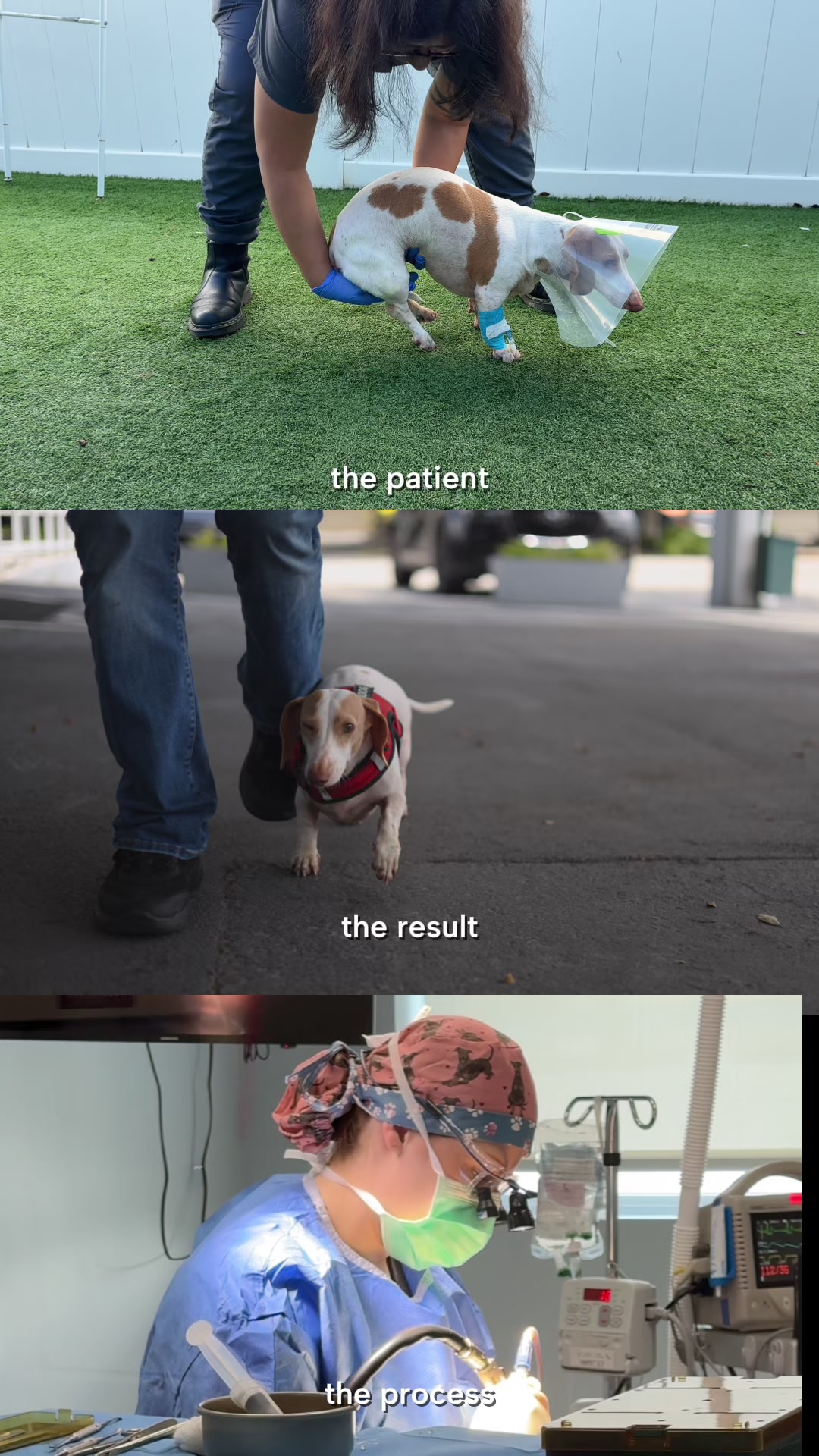@Southeast Veterinary Neurology