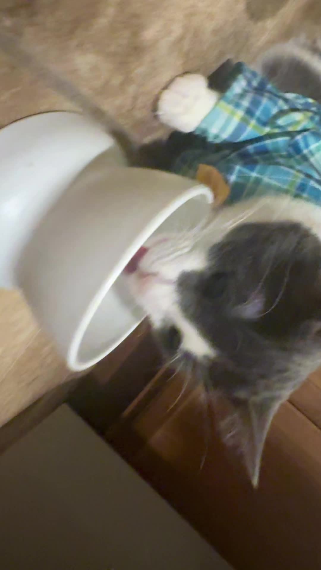 @anika