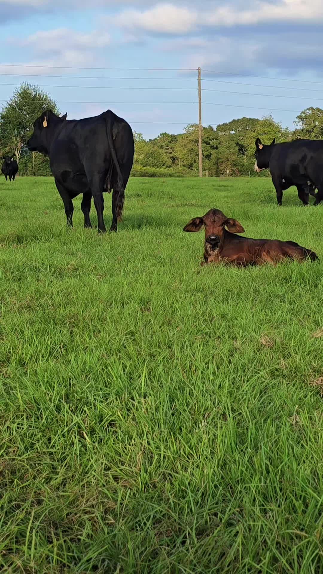 @M.I. CATTLE CO.