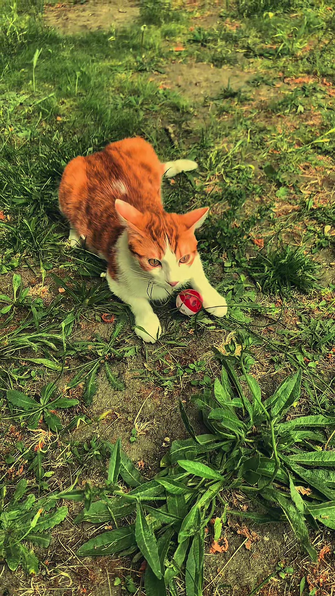 @flasher et simba