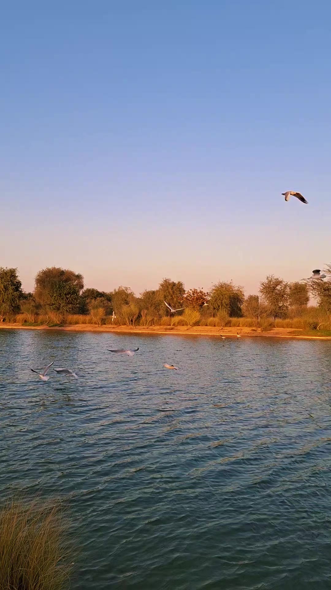 @RAJA DILAWAR