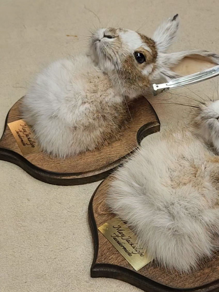 @May Jackalope Taxidermy 🇨🇦