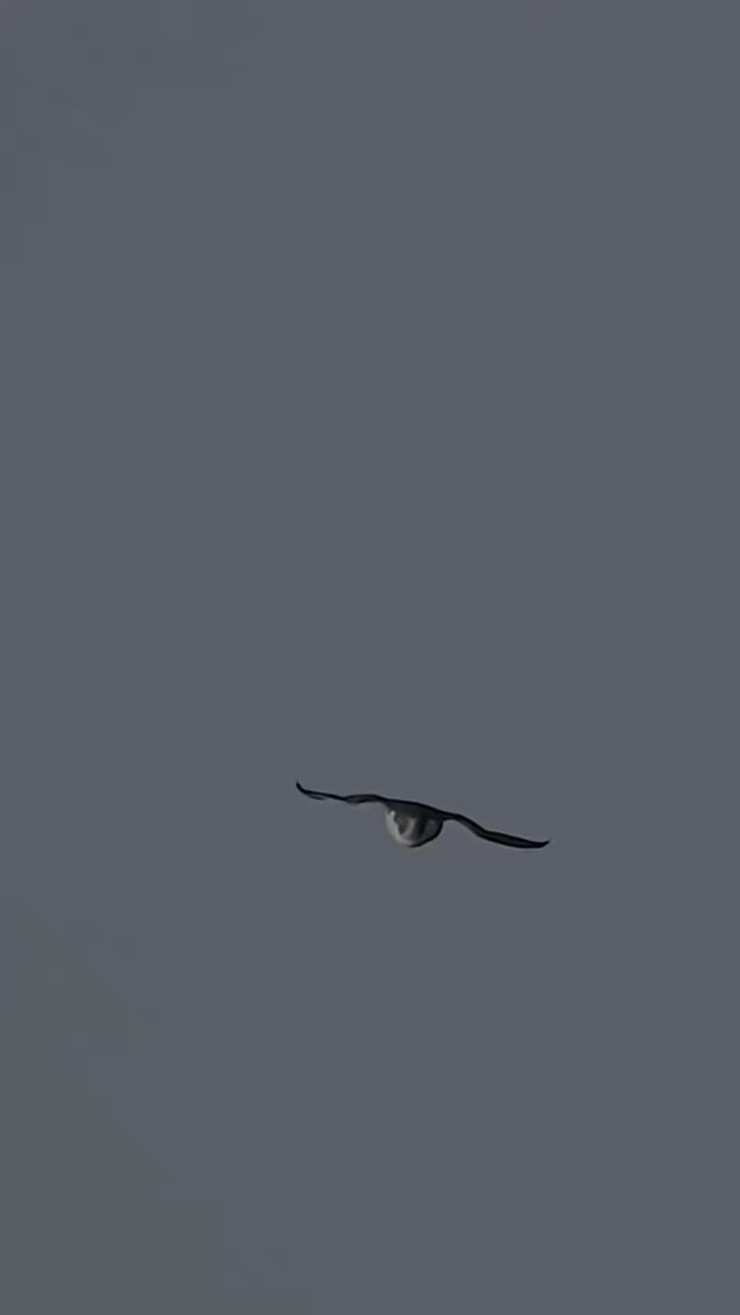@෴෴╰‿╯෴෴ 𝐊𝐢𝐧𝐠