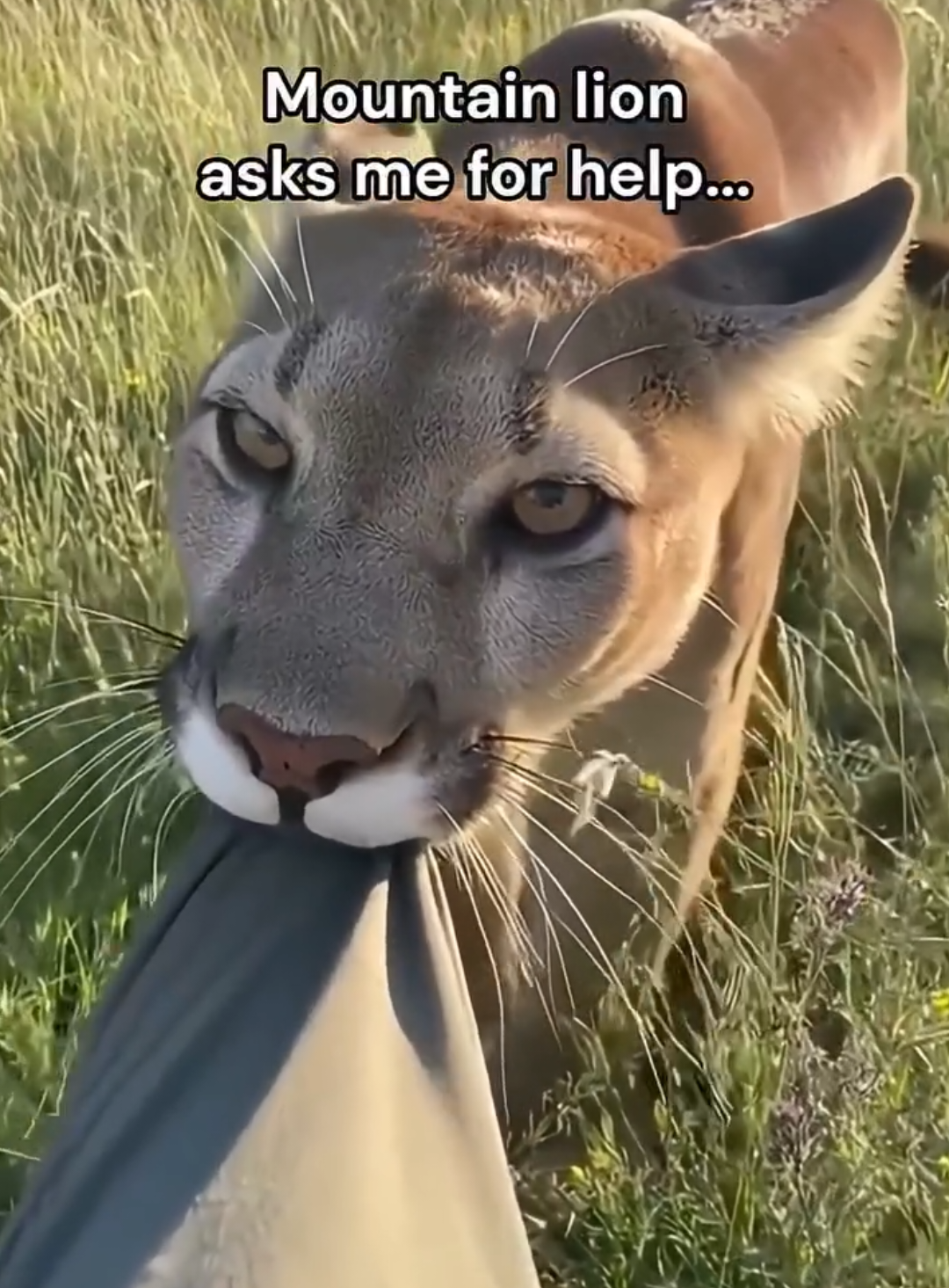 @animalsquad