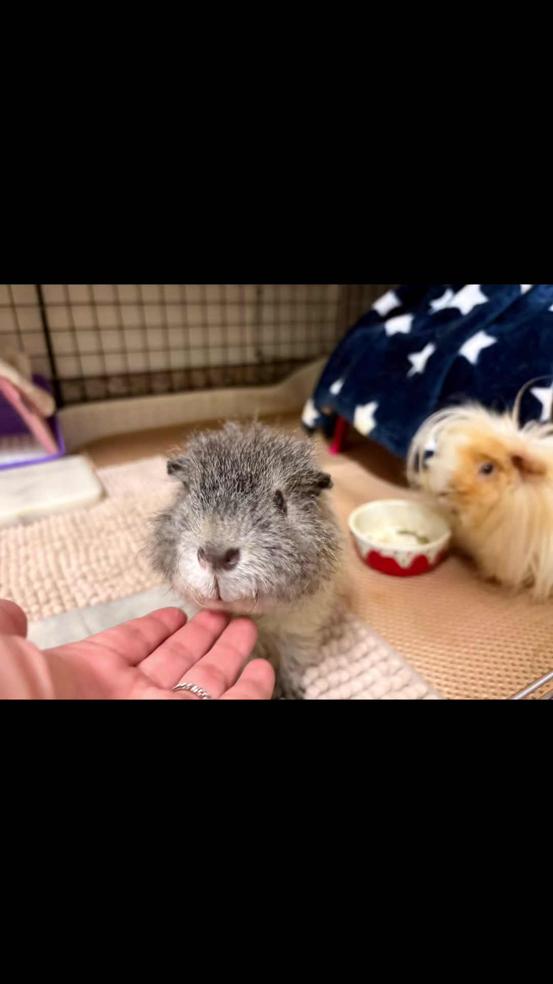 @我家毛很多