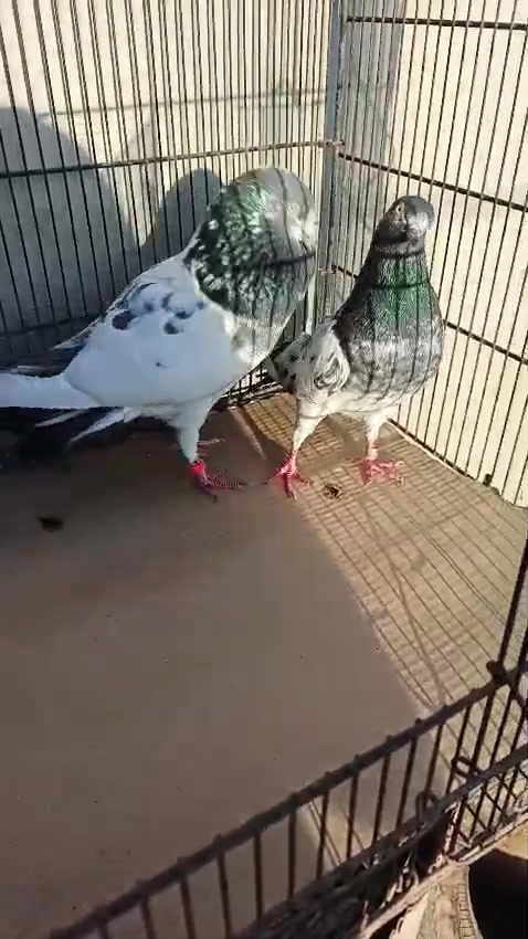 @Royal Birds 🕊️👑