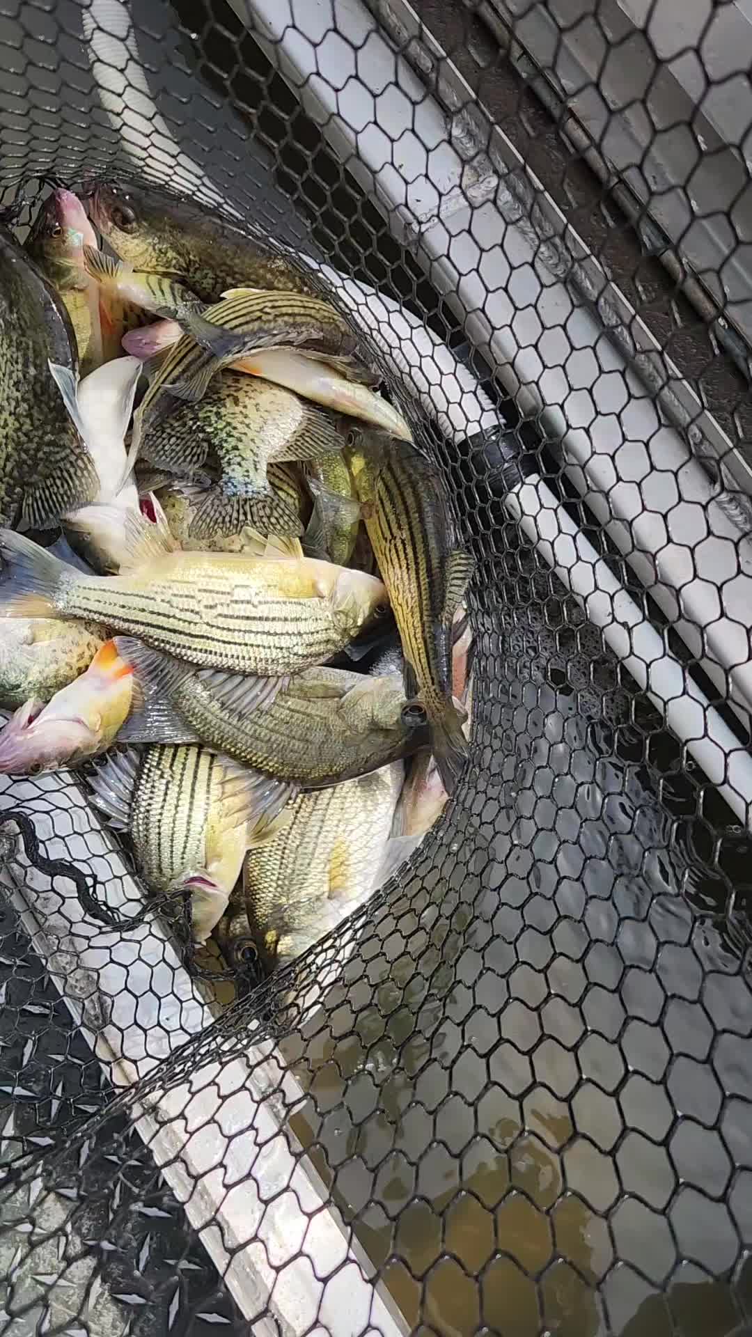 @Moonpie Outdoors