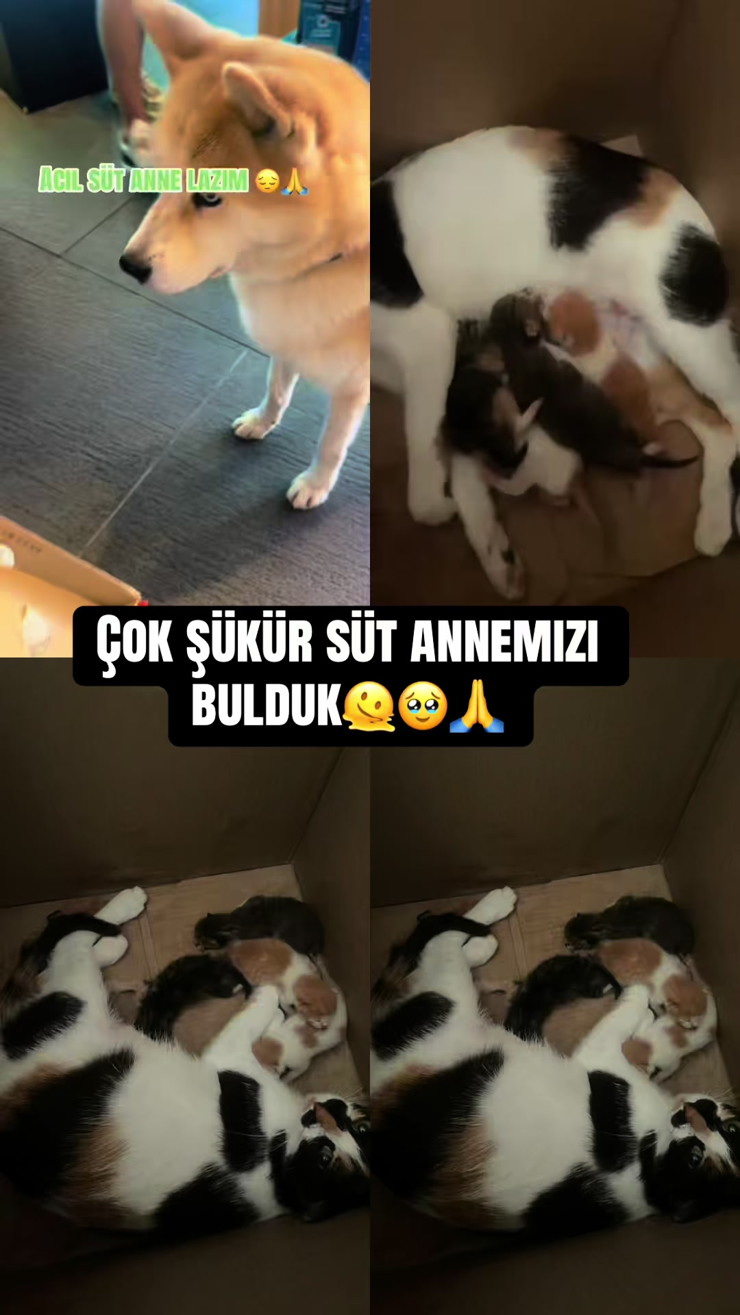 @cennetbahcesi007