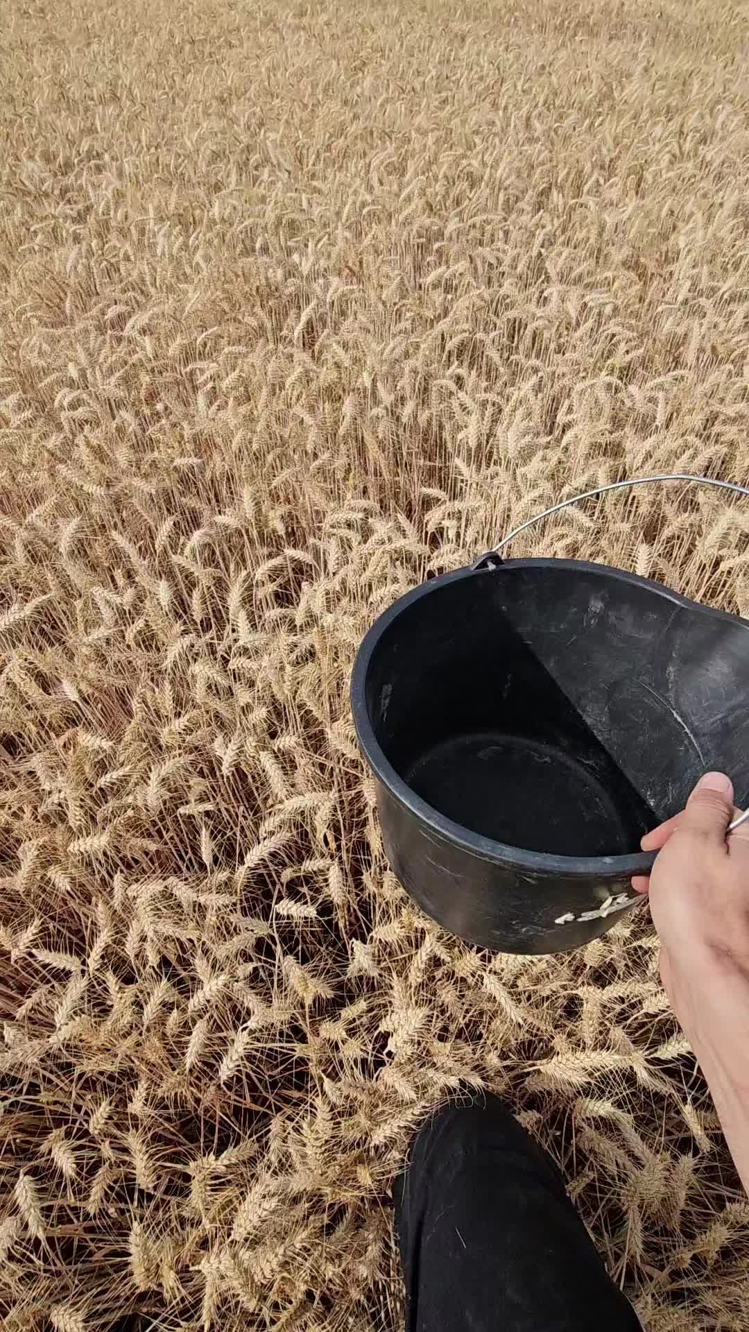 @Karmer Farmer