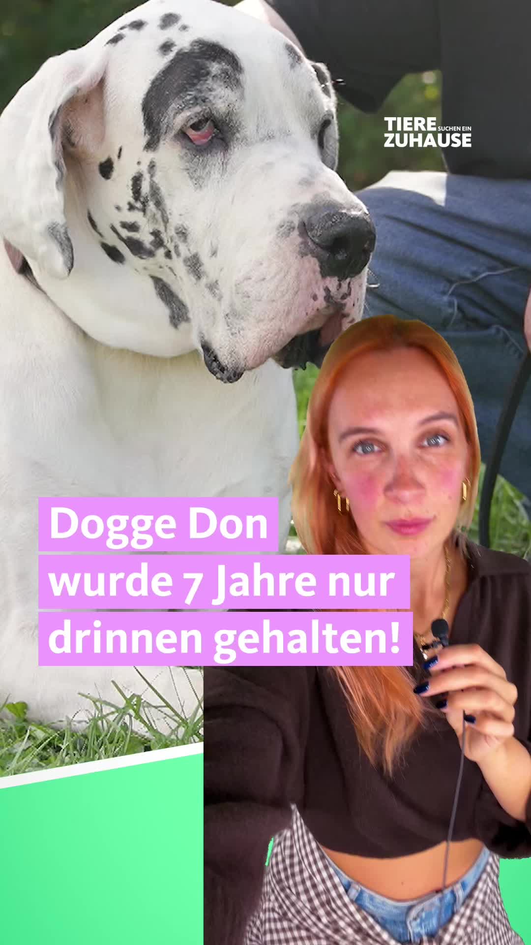 @Tiere suchen ein Zuhause