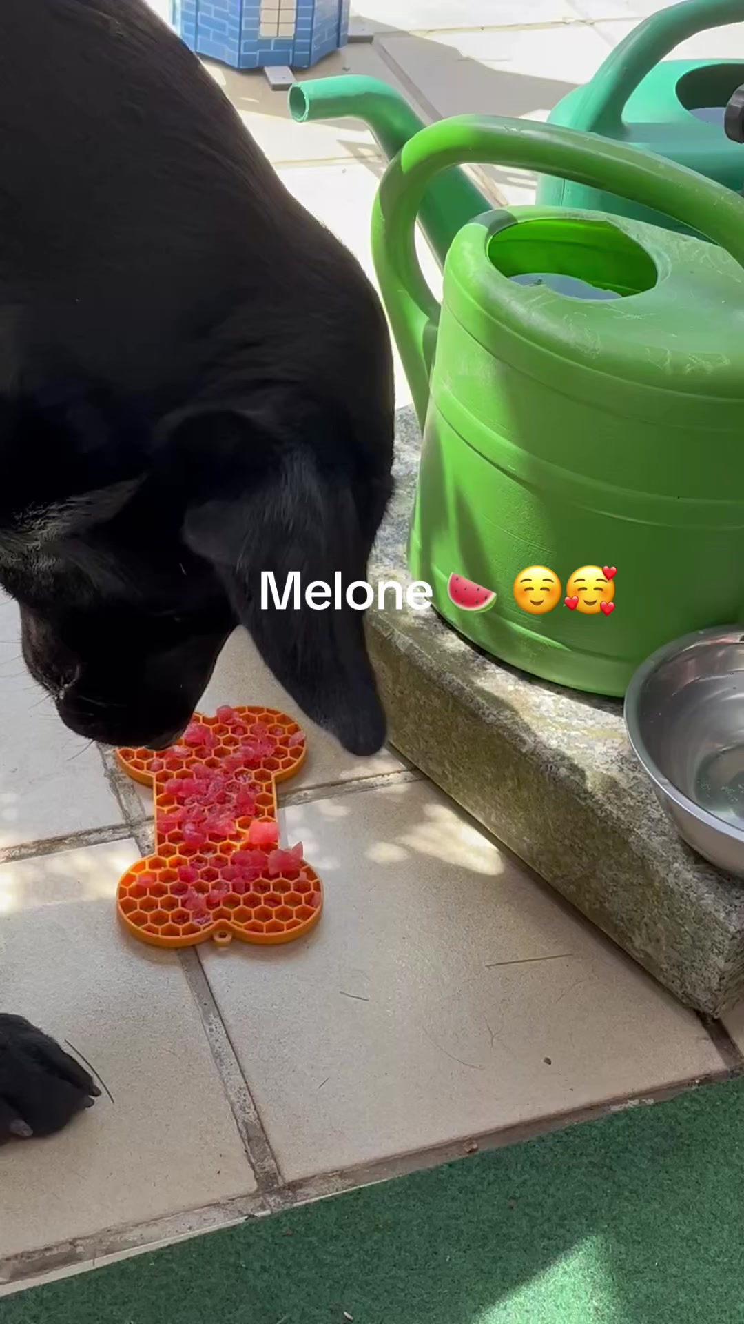 @Manuel,Aslan&Eddie🐾❤️