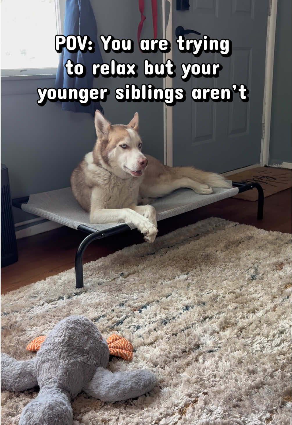 @potsiewithdogs
