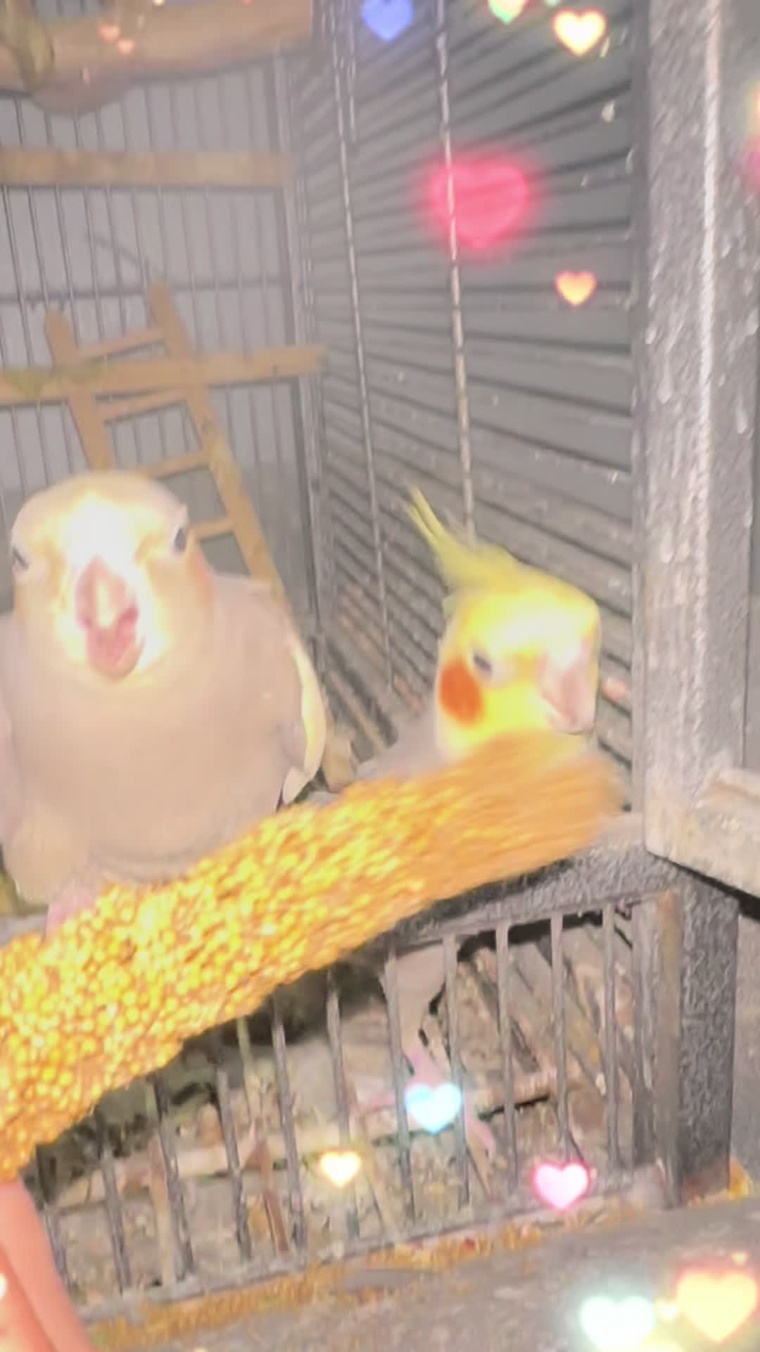 @(La mexicanita y pajaritos 🦜