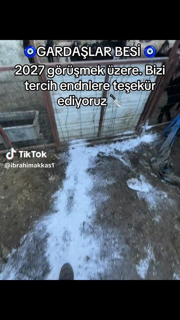 @ALİ AKKAŞ