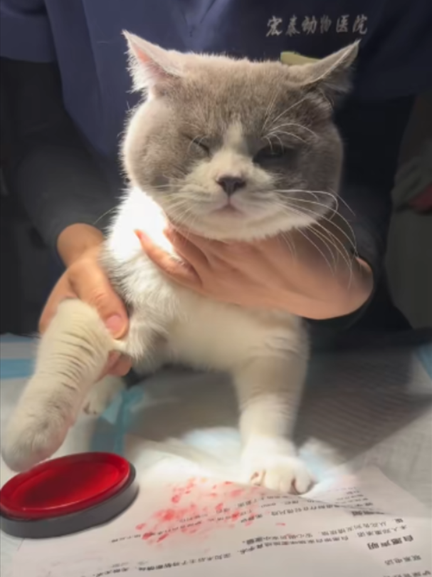 @Vitamin Meoww