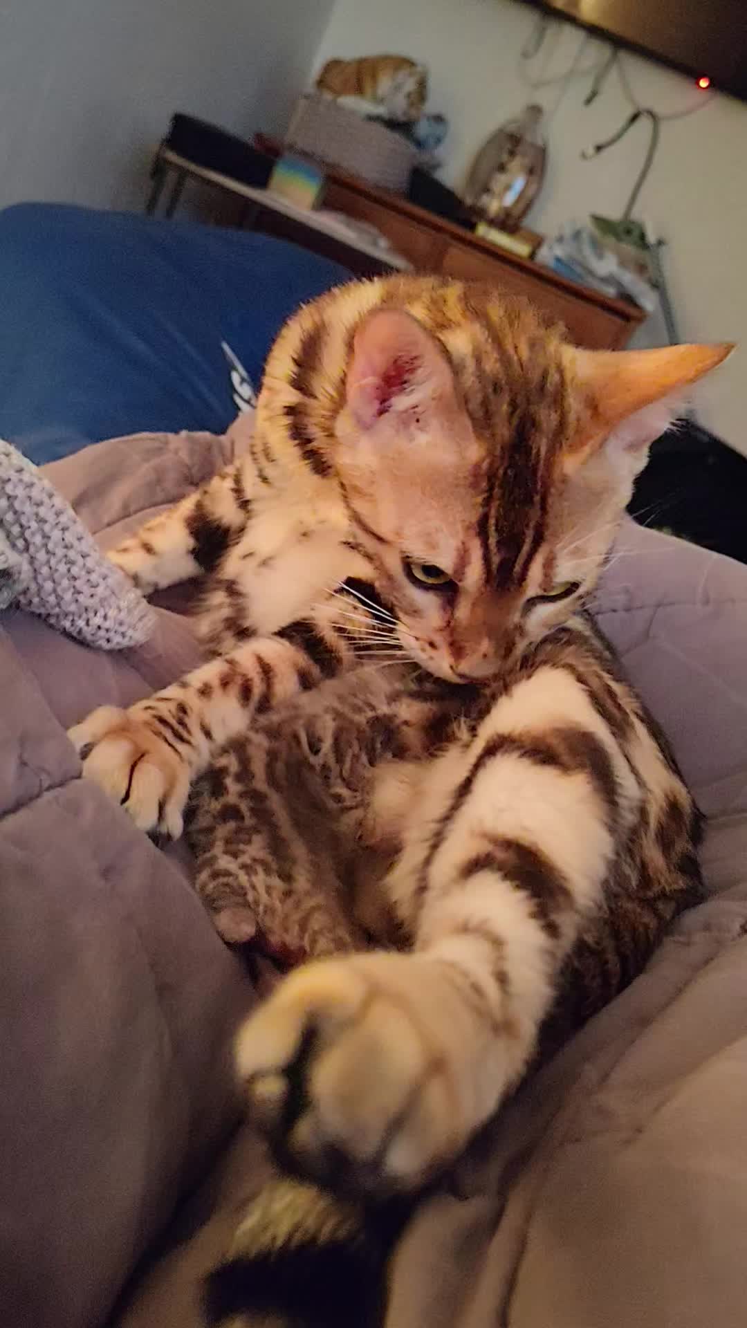 @Galactic Bengal