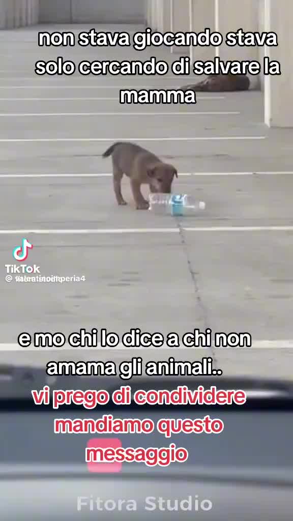 @Regina di cuori 👑❤️