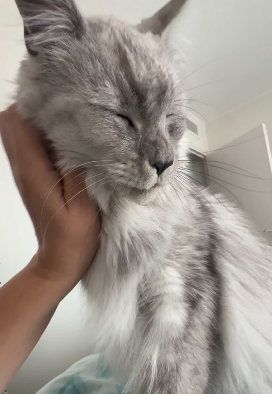 @Maine Coons | Ted & Kissa
