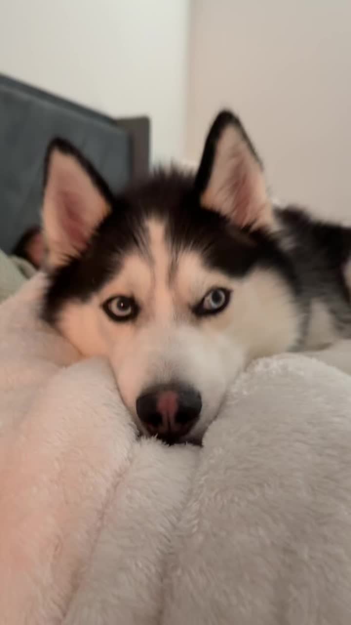 @Husky_mom