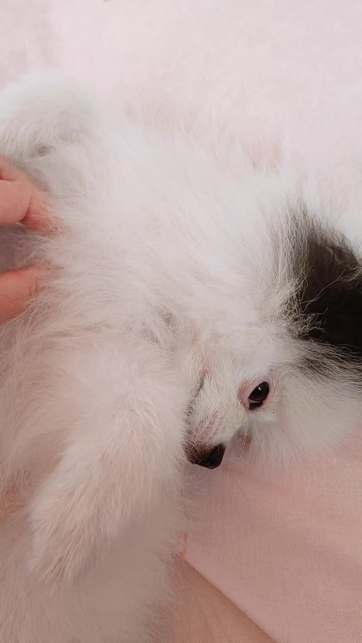 @Миша🐶 Стеша😺 Дуня🐭