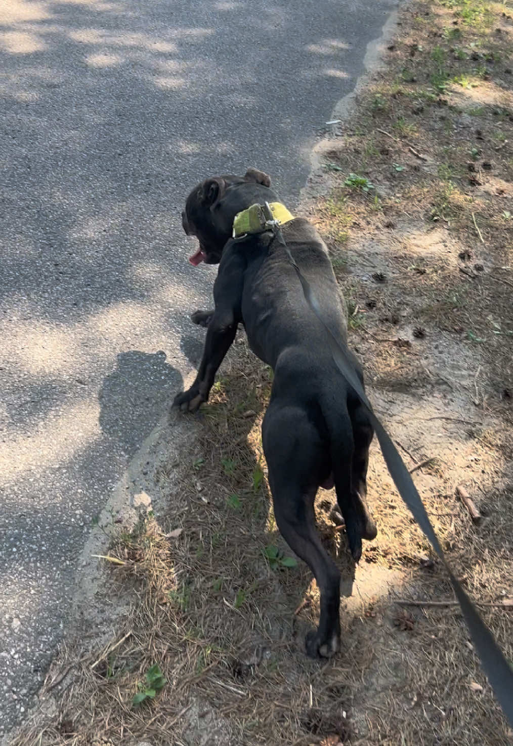 @Black&Yellow Kennel