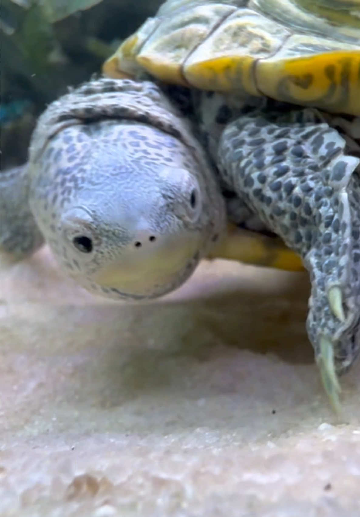 @Tommys_reptiles